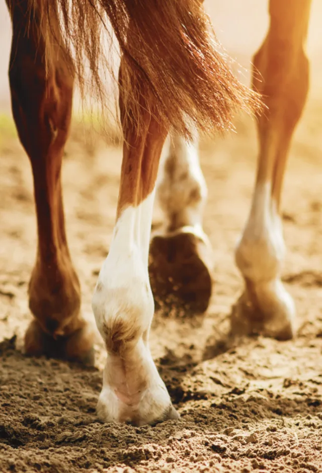 Close up shot of a horse's legs